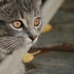 狼人香蕉香蕉在线28 2ka24v5j